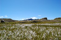 23 Verde, bianco e cielo azzurro